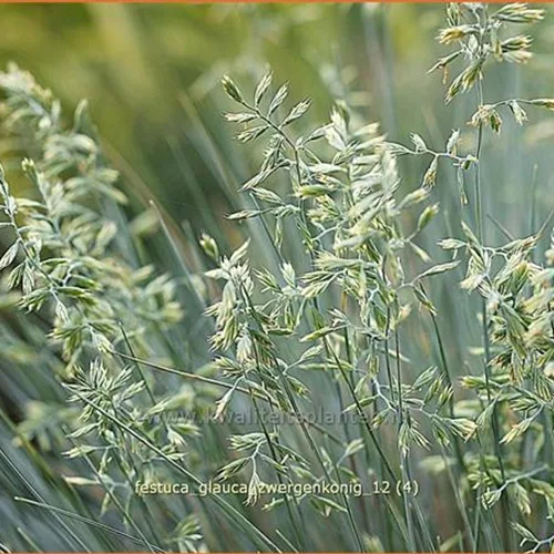 Festuca glauca 'Zwergenkonig'