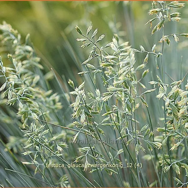 Festuca glauca 'Zwergenkonig'