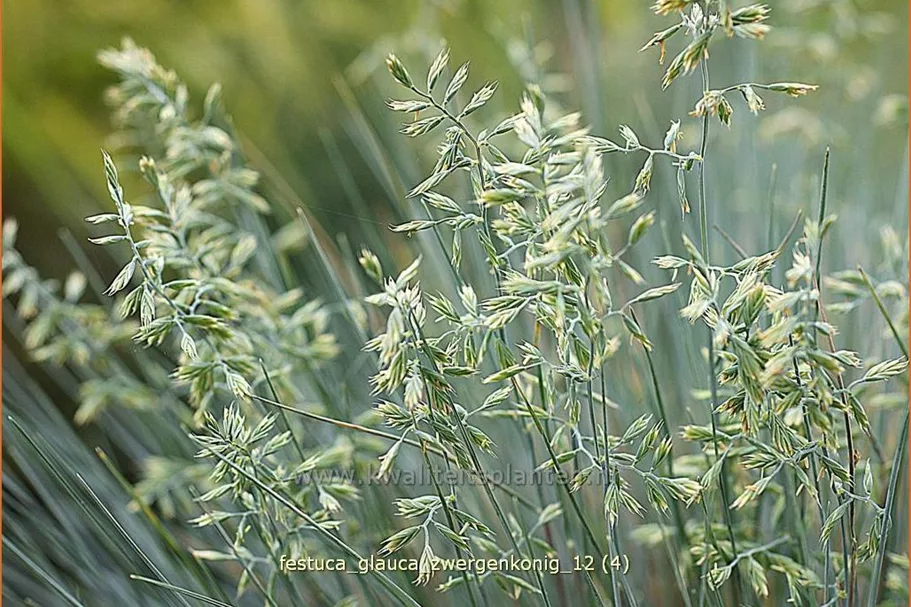 Festuca glauca 'Zwergenkonig'