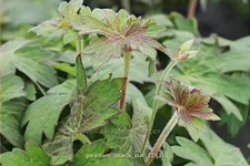 Geranium phaeum 'Lakwijk Star'