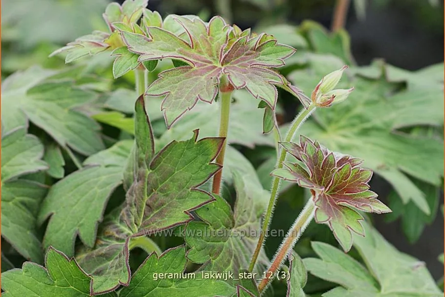Geranium phaeum 'Lakwijk Star'