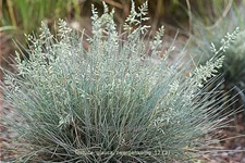Festuca glauca 'Zwergenkonig'