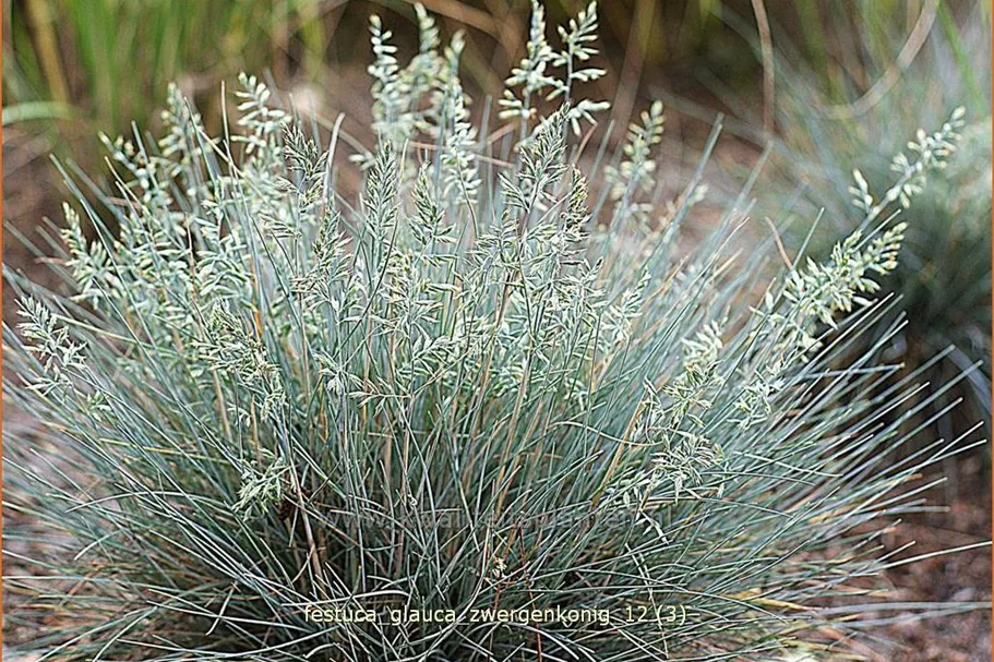 Festuca glauca 'Zwergenkonig'