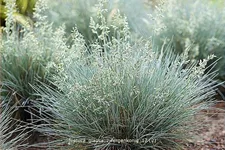 Festuca glauca 'Zwergenkonig'