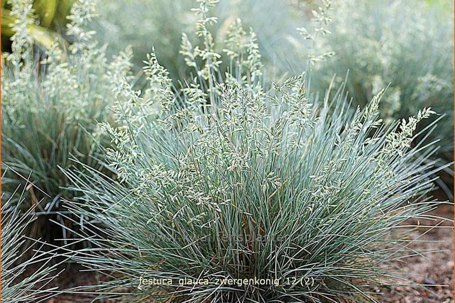 Festuca glauca 'Zwergenkonig'