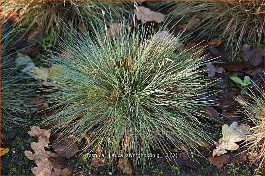 Festuca glauca 'Zwergenkonig'