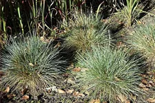 Festuca glauca 'Zwergenkonig'