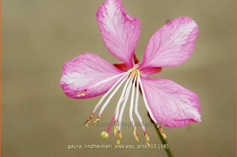 Gaura lindheimeri 'Siskiyou Pink'