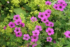 Geranium psilostemon 'Patricia'