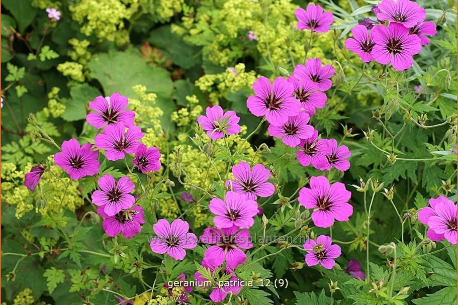 Geranium psilostemon 'Patricia'