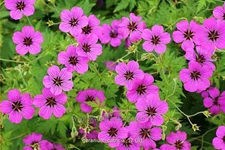 Geranium psilostemon 'Patricia'