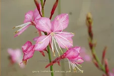 Gaura lindheimeri 'Siskiyou Pink'