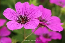 Geranium psilostemon 'Patricia'