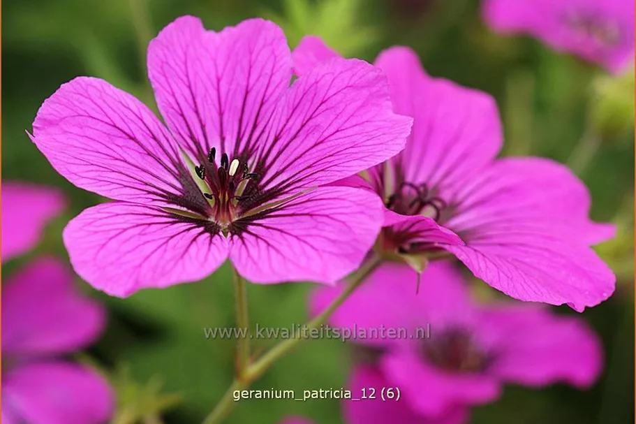 Geranium psilostemon 'Patricia'