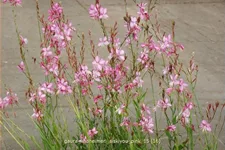 Gaura lindheimeri 'Siskiyou Pink'