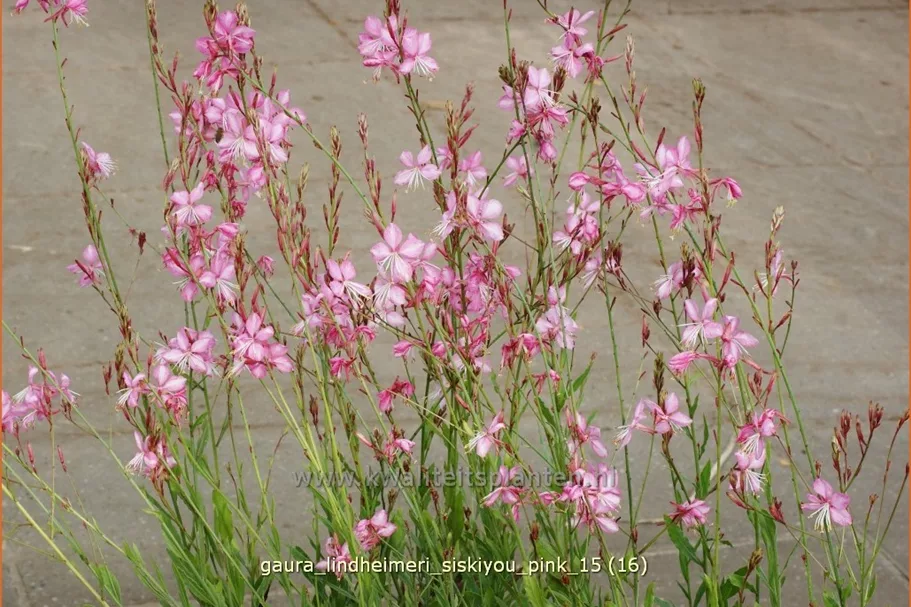 Gaura lindheimeri 'Siskiyou Pink'