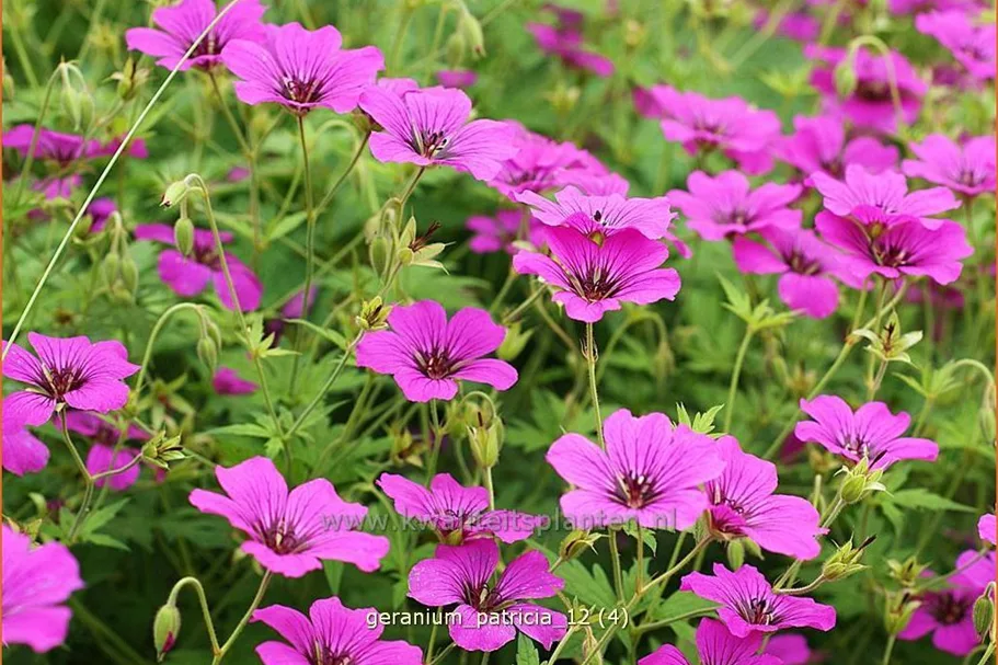 Geranium psilostemon 'Patricia'