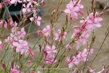Gaura lindheimeri 'Siskiyou Pink'