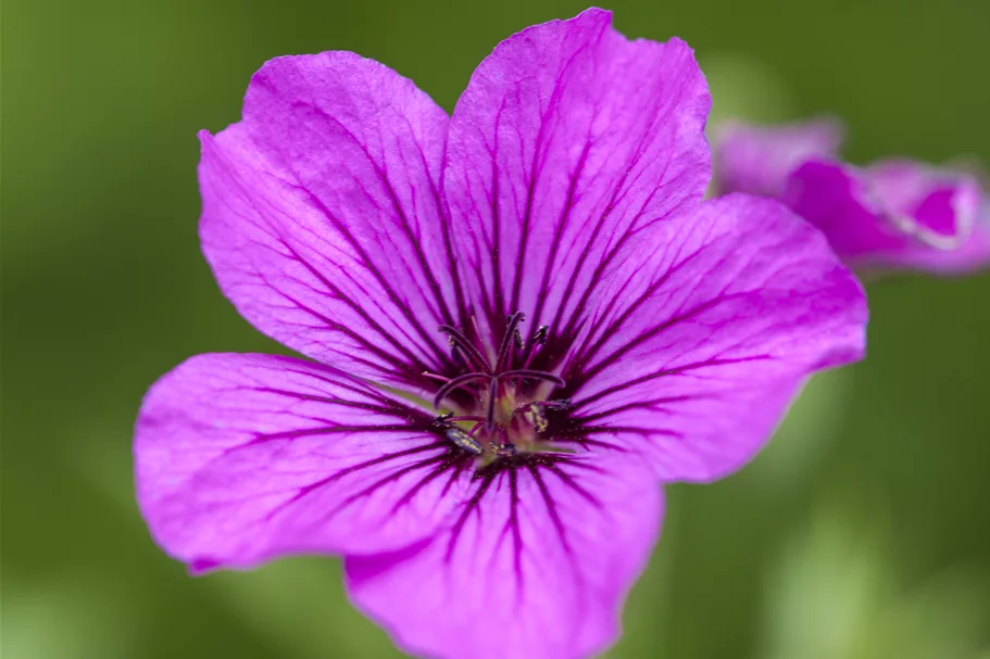 Geranium psilostemon 'Patricia'