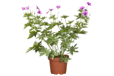 Geranium psilostemon 'Patricia'