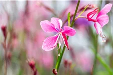 Gaura lindheimeri 'Siskiyou Pink'