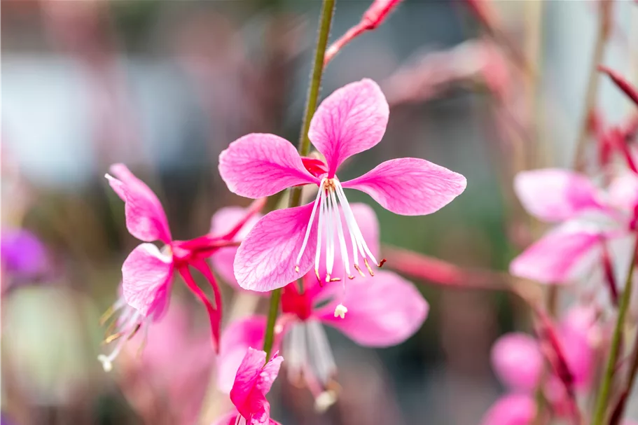Gaura lindheimeri 'Siskiyou Pink'