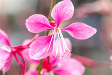 Gaura lindheimeri 'Siskiyou Pink'