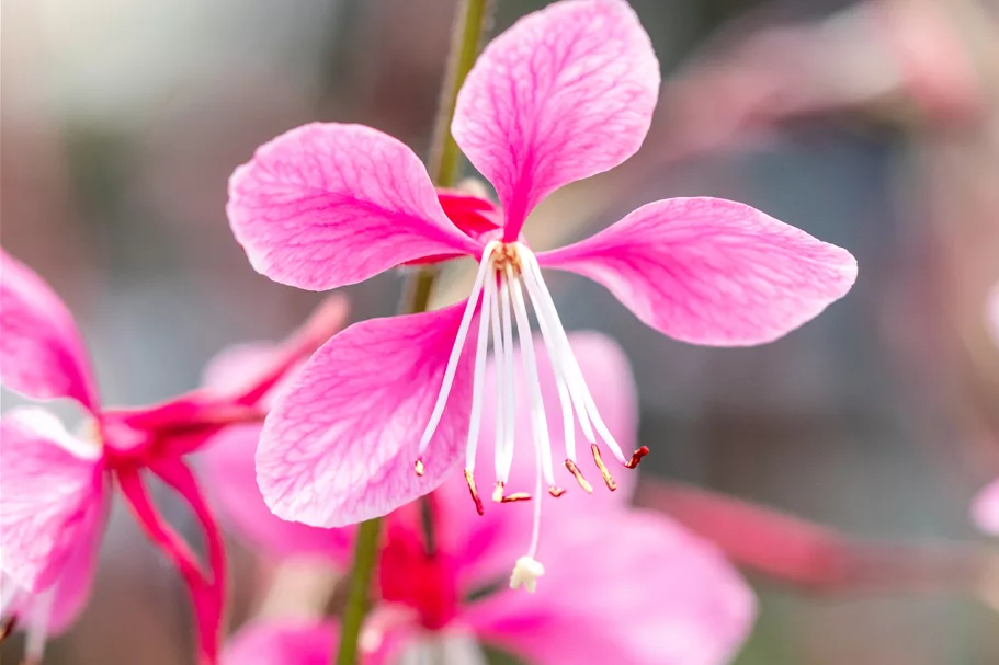 Gaura lindheimeri 'Siskiyou Pink'