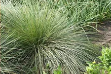 Festuca mairei