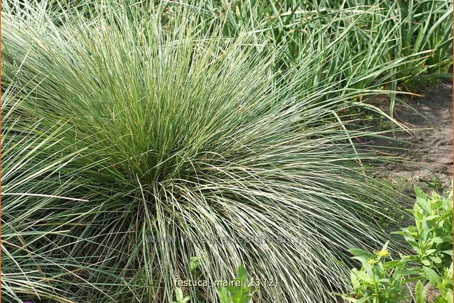 Festuca mairei