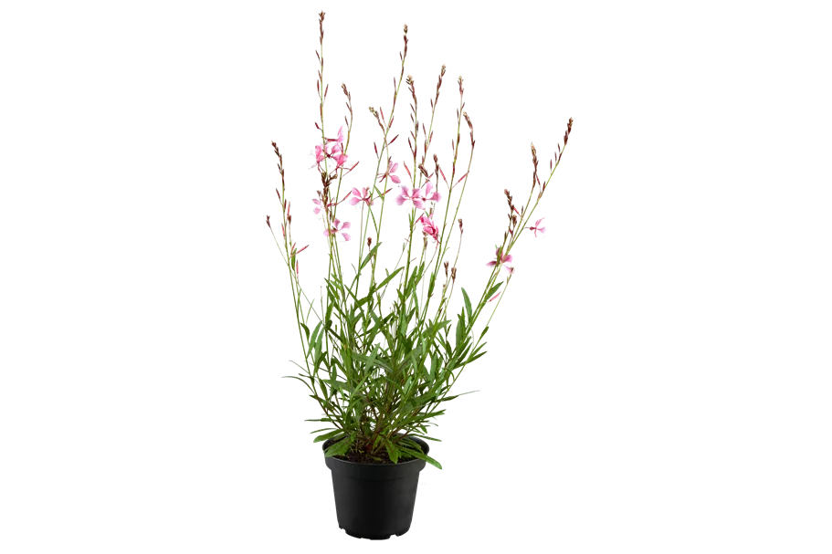 Gaura lindheimeri 'Siskiyou Pink'