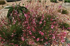 Gaura lindheimeri 'Siskiyou Pink'