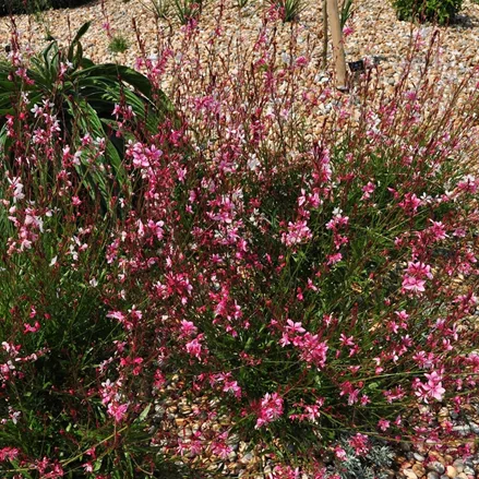 Gaura lindheimeri 'Siskiyou Pink'