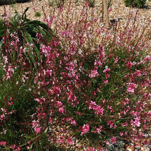 Gaura lindheimeri 'Siskiyou Pink'