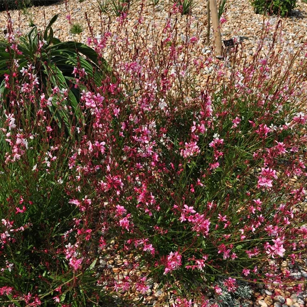 Gaura lindheimeri 'Siskiyou Pink'