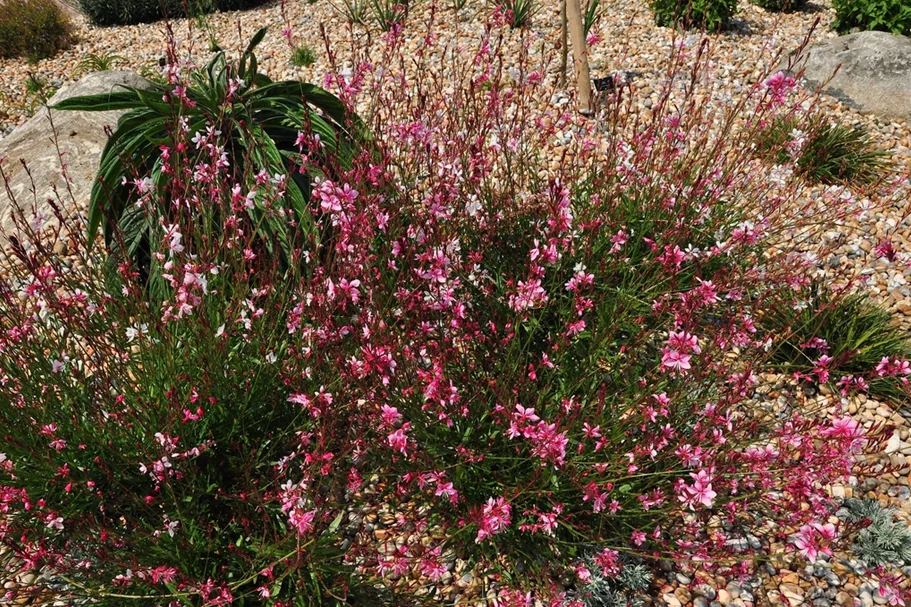 Gaura lindheimeri 'Siskiyou Pink'