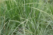 Festuca mairei