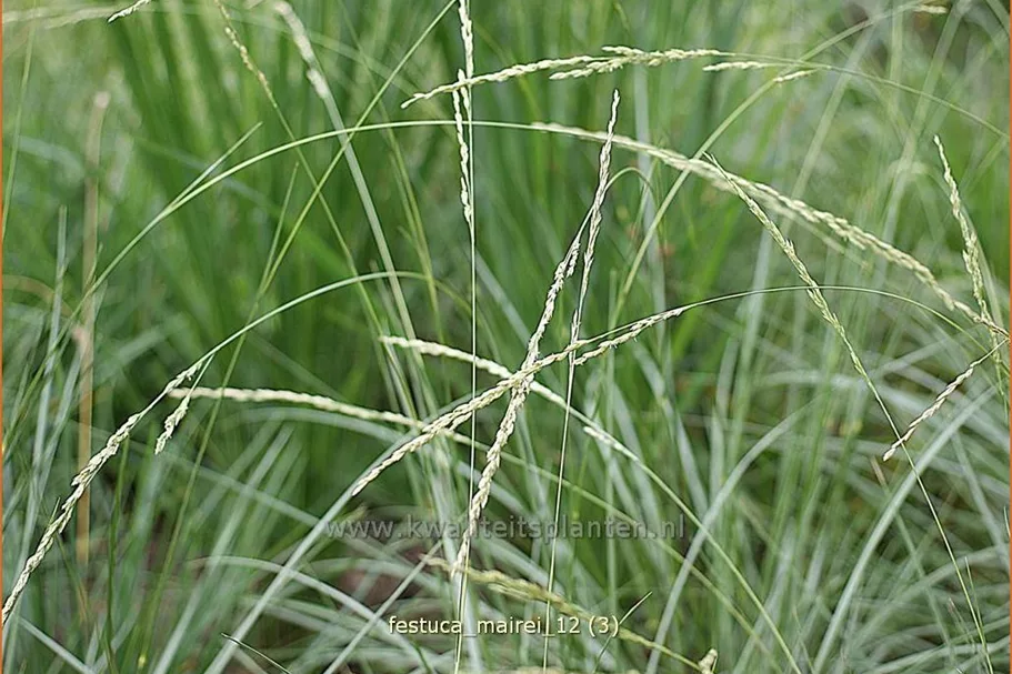 Festuca mairei