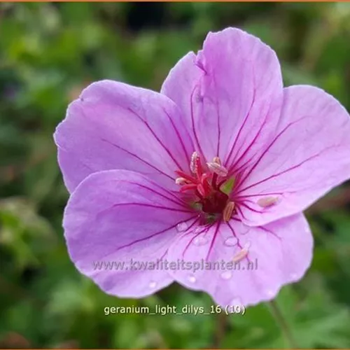 Geranium sanguineum 'Light Dilys'