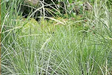 Festuca mairei