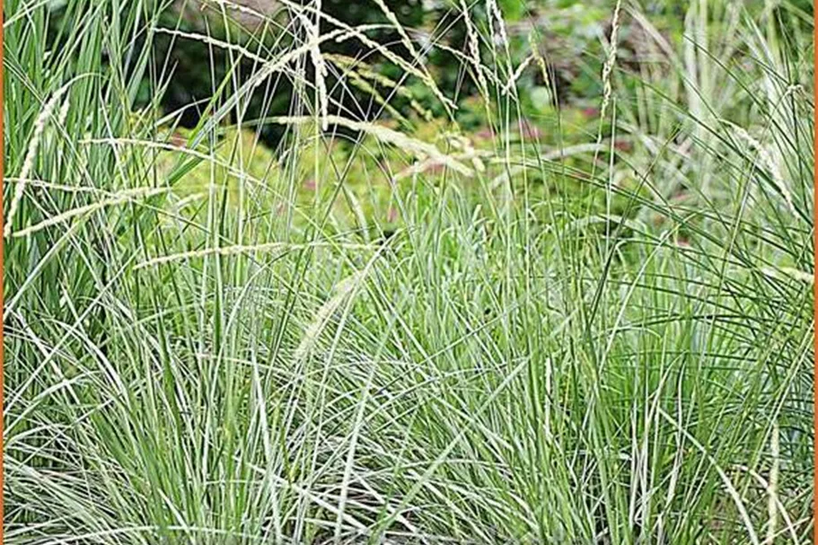 Festuca mairei