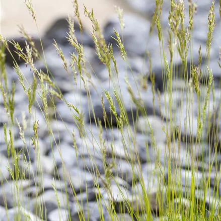 Festuca mairei