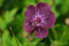 Geranium phaeum