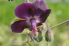 Geranium phaeum