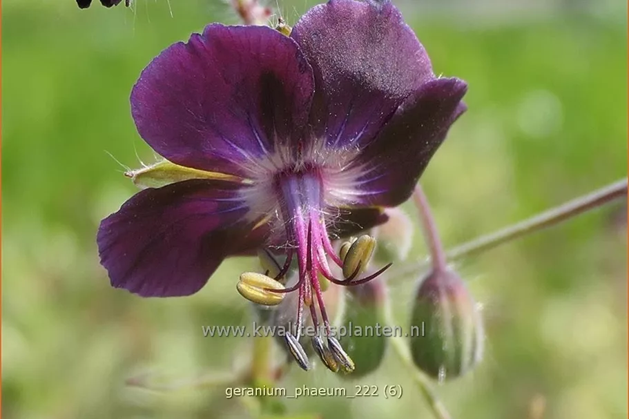 Geranium phaeum