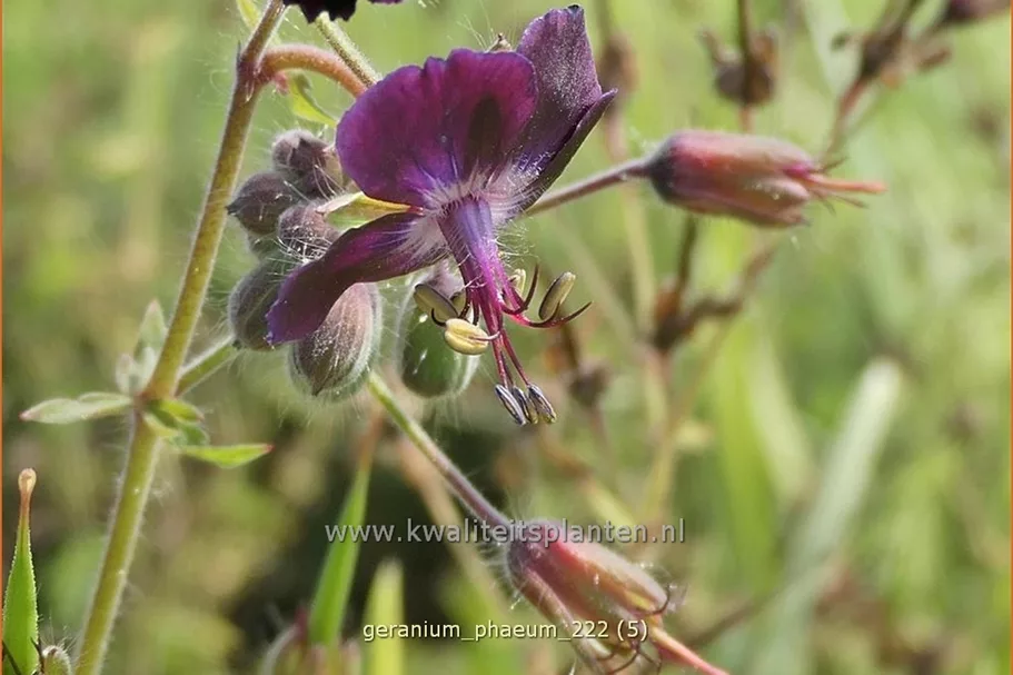 Geranium phaeum