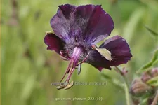 Geranium phaeum
