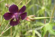 Geranium phaeum