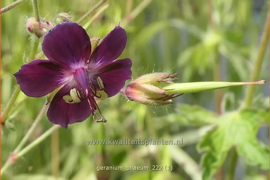 Geranium phaeum