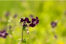 Geranium phaeum